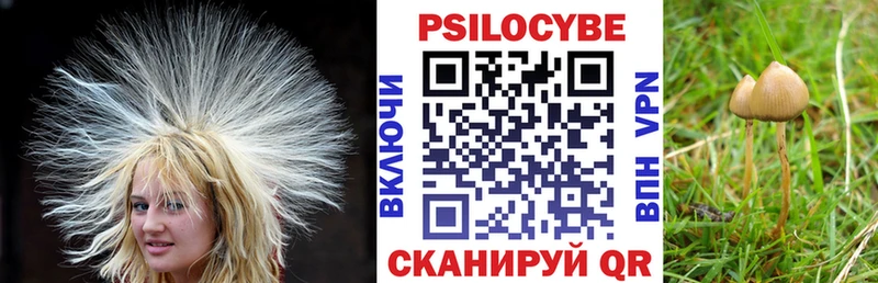 Галлюциногенные грибы Cubensis  где найти   Мосальск 